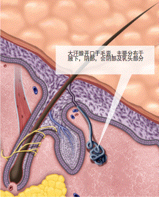 狐臭病理动画演示